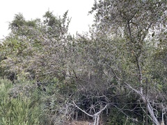 Cercocarpus betuloides blancheae