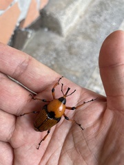 Cyrtotrachelus thompsoni