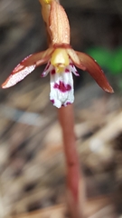 Corallorhiza maculata maculata