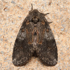 Peridea angulosa
