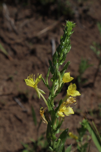 Image of Oenothera clelandii by no rights reserved