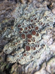 Lecanora argentata