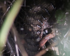 Elgaria multicarinata scincicauda