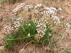 Abronia bigelovii