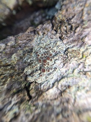 Lecanora argentata