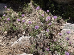 Monardella odoratissima glauca