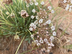Abronia bigelovii