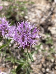 Monardella odoratissima glauca
