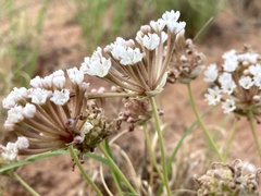 Abronia bigelovii