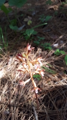 Corallorhiza maculata maculata