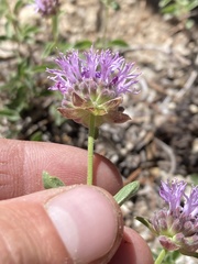 Monardella odoratissima glauca