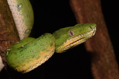 Corallus batesii