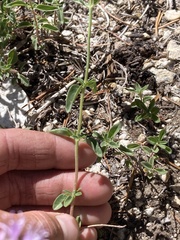 Monardella odoratissima glauca