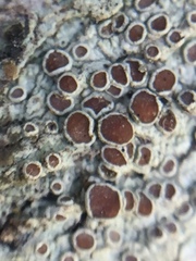 Lecanora argentata