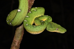 Corallus batesii