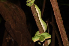 Corallus batesii