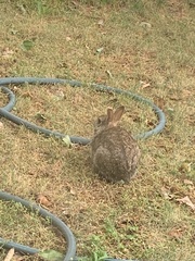 Sylvilagus floridanus