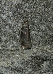 Acrobasis elyi