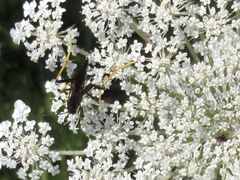 Exetastes suaveolens