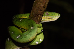 Corallus batesii