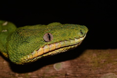 Corallus batesii
