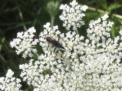 Exetastes suaveolens