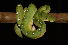 Corallus batesii