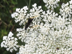 Exetastes suaveolens