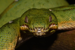 Corallus batesii