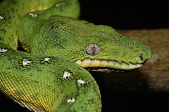 Corallus batesii