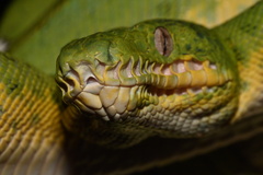 Corallus batesii