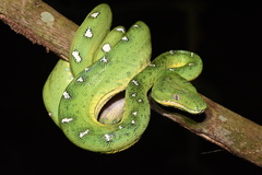 Corallus batesii