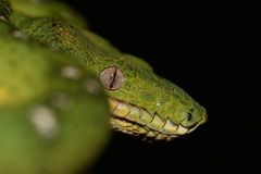 Corallus batesii