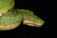 Corallus batesii