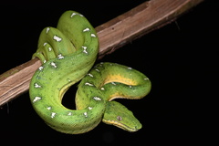 Corallus batesii