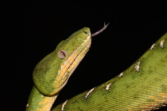 Corallus batesii