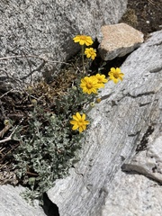 Eriophyllum lanatum integrifolium