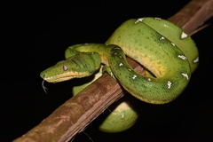 Corallus batesii
