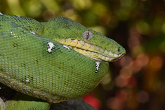 Corallus batesii