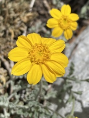 Eriophyllum lanatum integrifolium