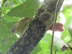 Anabacerthia striaticollis
