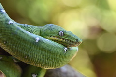 Corallus batesii