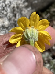 Eriophyllum lanatum integrifolium