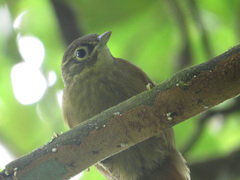 Anabacerthia striaticollis