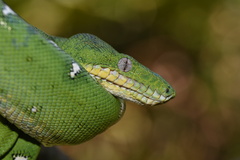 Corallus batesii