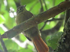 Anabacerthia striaticollis