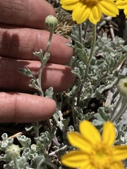 Eriophyllum lanatum integrifolium