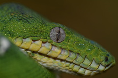 Corallus batesii