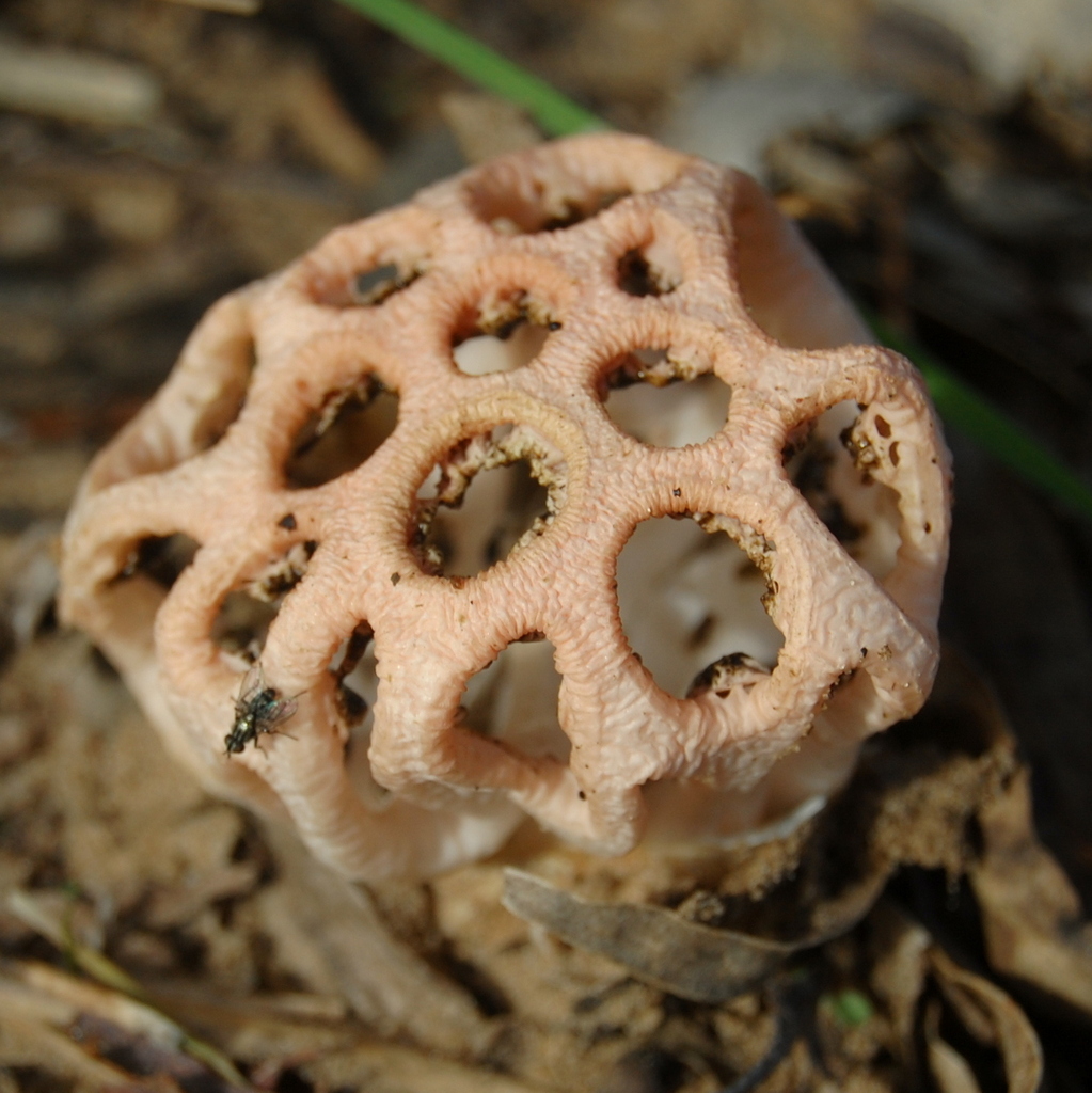 Clathrus argentinus · June 2017 · photo: © vinicius_s_domingues (iNaturalist, cc-by)
