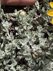 Eriophyllum lanatum integrifolium